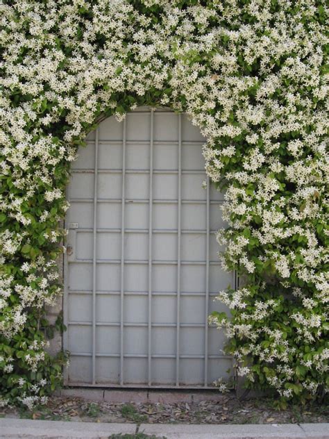 Star Jasmine Trellis - G4rden Plant