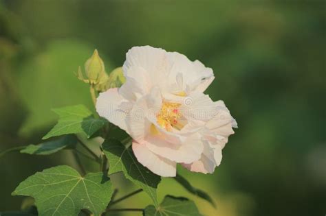 The Hibiscus Mutabilis Flower At The Garden Stock Photo Image Of