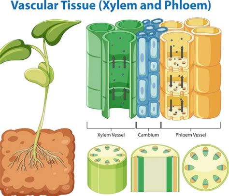 Mengenal Fungsi Xylem dan Floem - Pengertian perbedaan