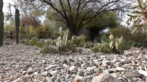 cactus-garden-1 - Forever Sabbatical