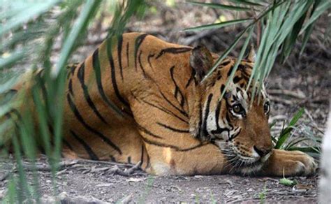 Cerita Harimau Betina Berkaki Tiga Penunggu Hutan Larangan Di Jake Kuansing