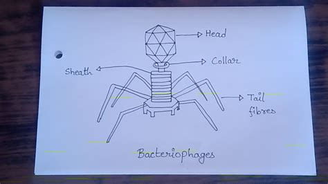 Dear Study: Bacteriophage Diagram Images | Pencil Diagram Of ...
