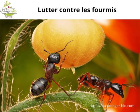 Fourmis au jardin Lutter et les éloigner naturellement Au potager bio