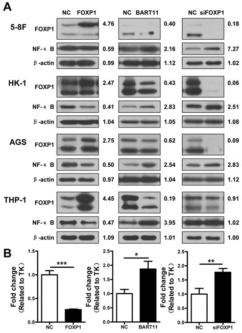 EBV miR BART11 mediated NF κB activation via FOXP1 inhibition A The