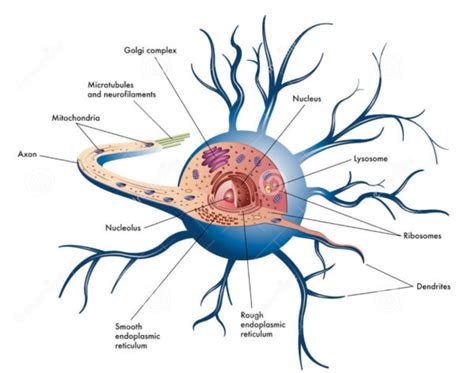 ¿Cómo es el soma neuronal? – Homo medicus