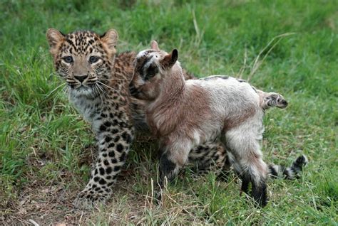 Pin Von Nicole Bauer Auf Animal Love Ausgestopftes Tier Süßeste