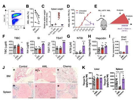 Iron Metabolism In The Mll Af Aml Mouse Model A Mll Af Aml