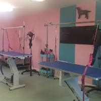 Sitting Pretty Dog Grooming, Peterborough | Dog & Cat Grooming - Yell