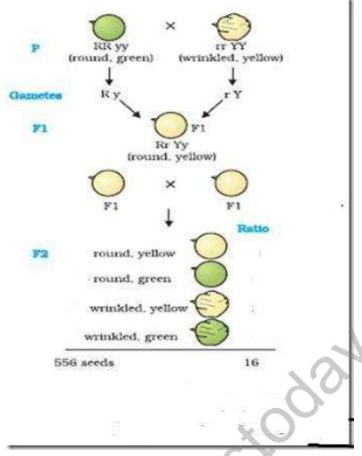 Cbse Class 10 Biology Heredity And Evolution Worksheet Set C