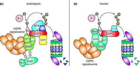 COP/DET/FUS proteins function collaboratively in mediating protein ...