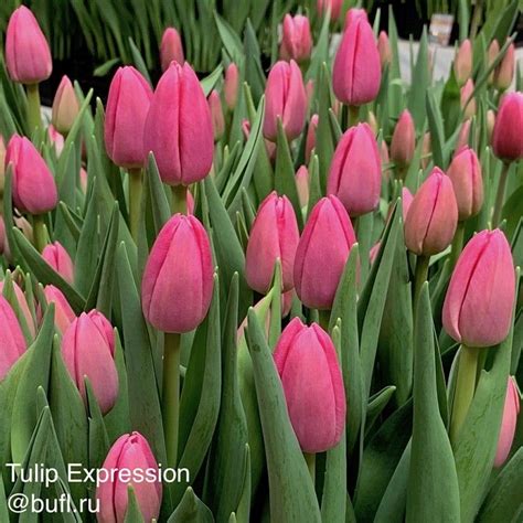 Tulip Expression авторское фото BUFL RU Тюльпаны