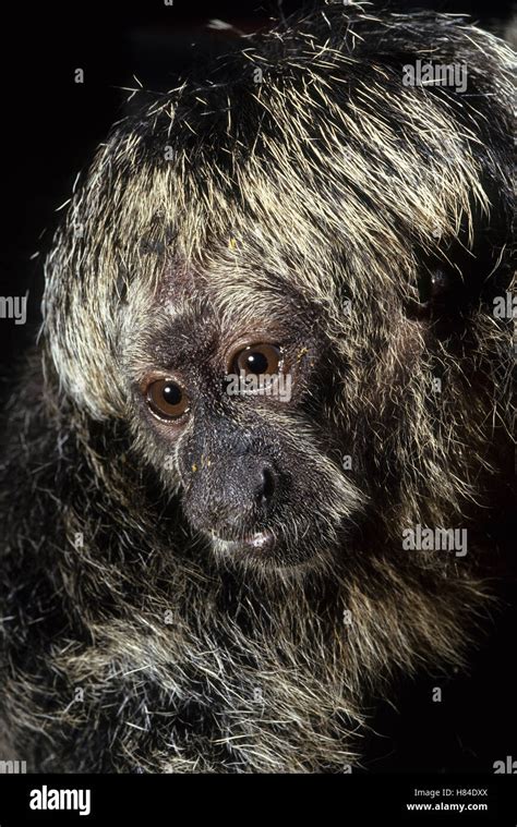 Bald Faced Saki Pithecia Irrorata Stock Photo Alamy