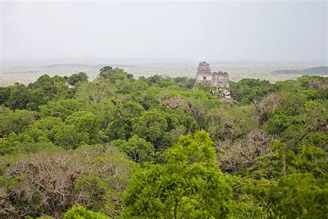 Mayan Pyramids Tikal Landscape Mayan Stock Photos, Pictures & Royalty ...