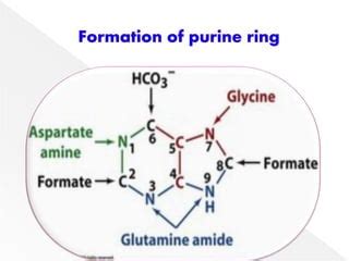 BIOSYNTHESIS OF PURINE NUCLEOTIDES PPT