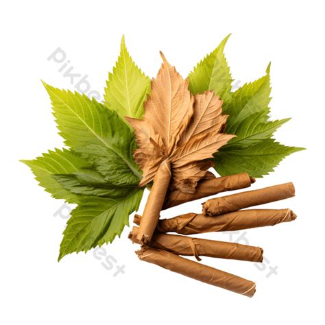 Cigarettes And Tobacco Leaf Combination Png Images Png Free Download Pikbest