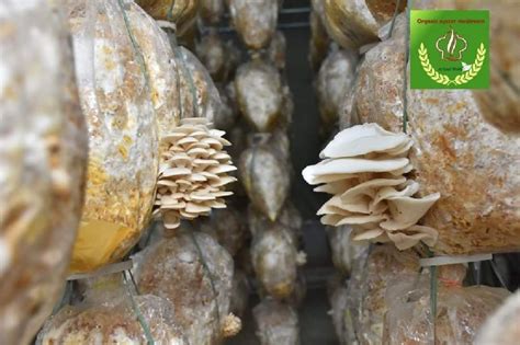 Organic Oyster Mushroom Manufacturer From Erode Tamil Nadu