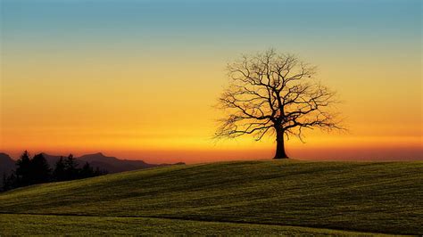 Hd Wallpaper Lone Tree Sunset Hill Sky Nature Field Woody Plant