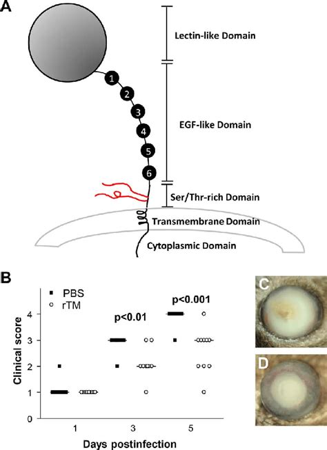 (A-D) Thrombomodulin domains. Thrombomodulin (A) is shown... | Download ...