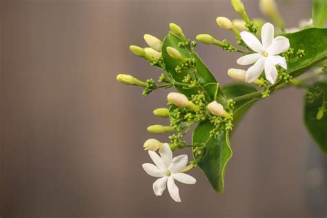 Premium Photo Jasmine Vine Or Jasminum Auriculatum Flowers And Green