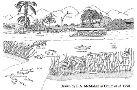 Aquatic Ecosystem Drawing