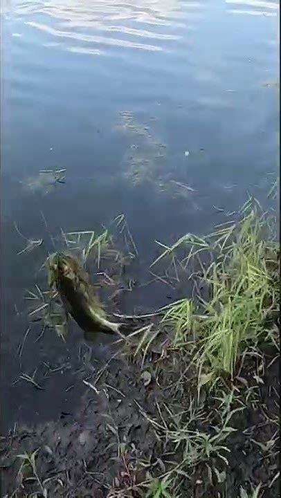 As Soon As It Hits The Water Bass On Pond Bank Florida Bass Fishing