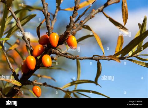 Hippophae Rhamnoides Known As Common Sea Buckthorn Shrub Stock Photo