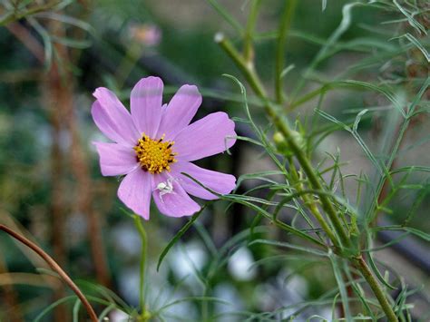 Flowers Nature Macro Free Photo On Pixabay Pixabay