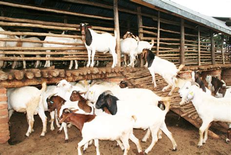 Goat Farming Business Plan In Nigeria Apprenticeship Consults Africa