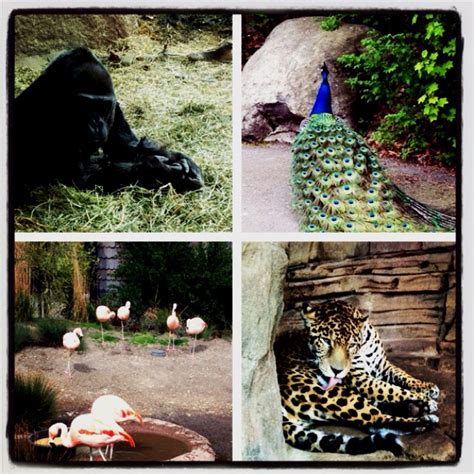 Woodland Park Zoo | Woodland park zoo, Woodland park, Woodland