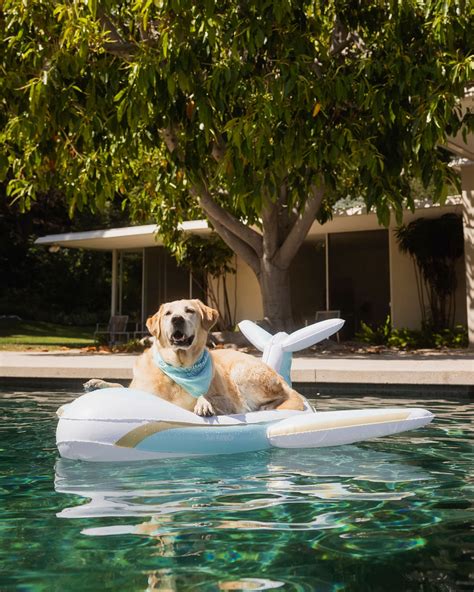 Dog Pool Float Private Jet Plane Funboy