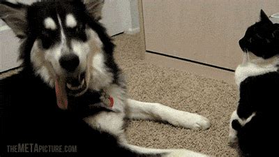 funny cat funny dog gif | WiffleGif