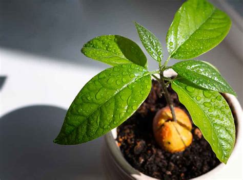 Cuánta agua necesita un aguacate en maceta Nucleo Jardin