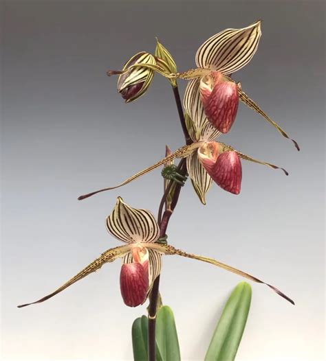 Rothschild's Slipper Orchid: A Rare and Exquisite Floral Treasure ...