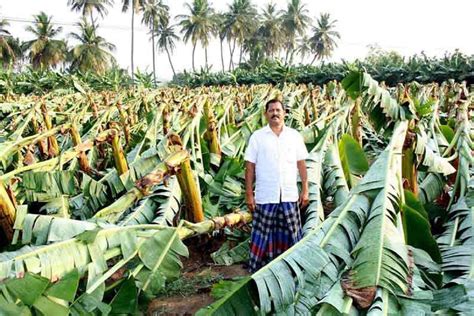 ஈரோட்டில் சூறாவளிக்காற்று மற்றும் யானைகளின் அட்டகாசத்தால் வாழை மரங்கள்