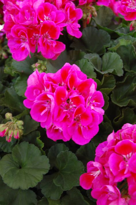 Pelargonium X Hortorum Savannah Hot Pink Sizzle Zonal Geranium From