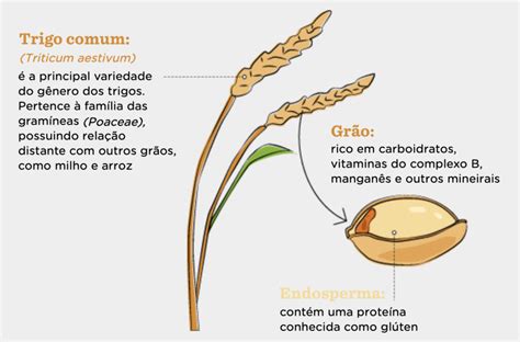 De Onde Vem O Trigo Que Consumimos Terra Nova