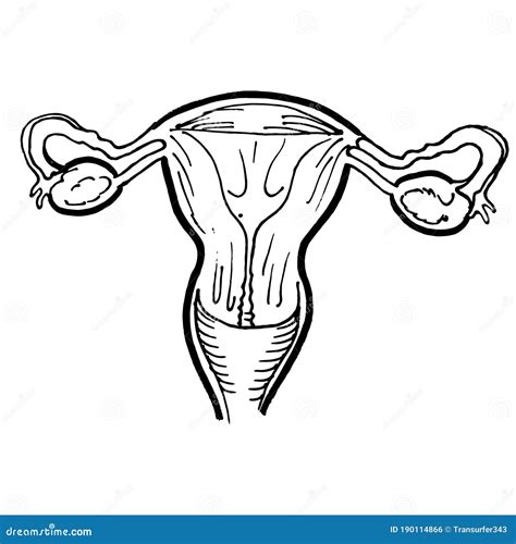 Human Uterus Anatomy Vector Illustration 95124988