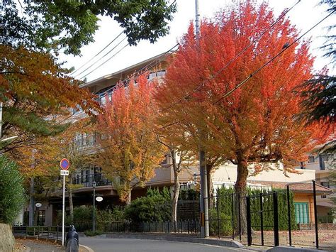 Row Of Acer Buergerianum Trees In Kori Housing Complex