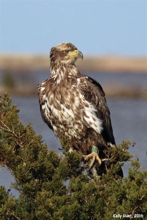 banded eagles « Conserve Wildlife Foundation of New Jersey