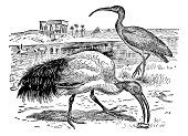 picture glossy ibis bird  drawing black  white
