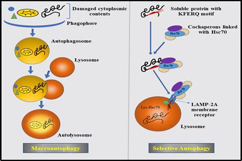 Implication Of Selective Autophagy And Macroautophagy Dysregulation In