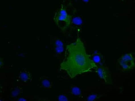 Bsg Monoclonal Antibody Oti E Truemab Origene L Unconjugated