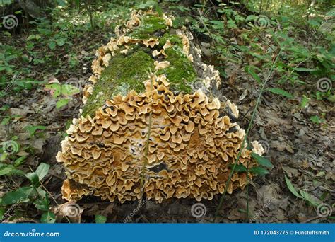 Fungi Growing on Decomposing Log on Forest Floor. Stock Image - Image ...