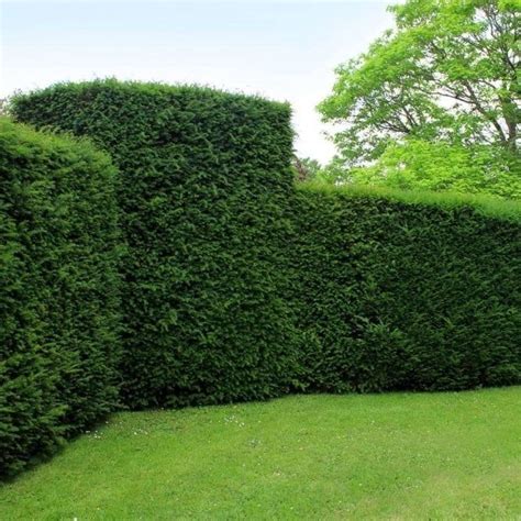 Taxus baccata Hedge Plant Description Taxus baccata or English Yew is a ...