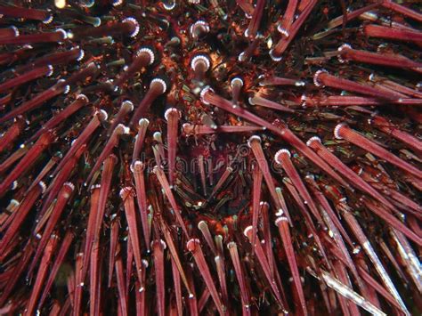 Purple Sea Urchin Rock Sea Urchin Or Stony Sea Urchin Paracentrotus