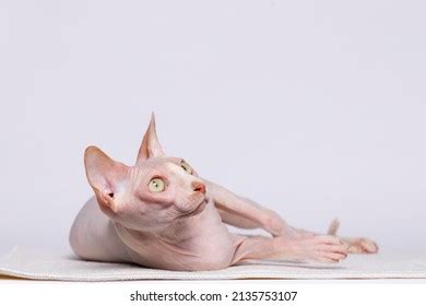 Cute Cat Breed Sphinx Lying On Stock Photo Shutterstock