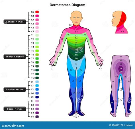 Dermatomes Diagram Infographic - Nerves of the Human Body