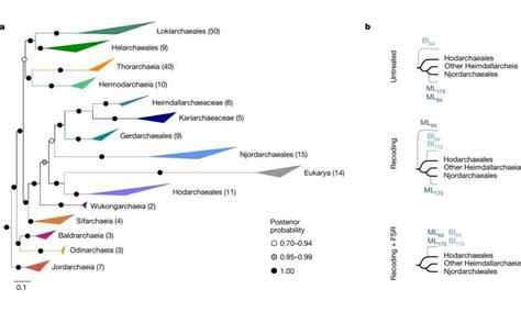 Mysterious Microorganisms Unveiled As Key To The Origin Of Complex Life