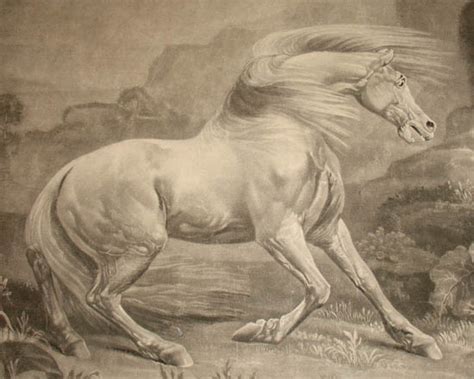 Sporting Art, Horses, George Stubbs, The Horse and Lion, Antique Mezzotint Print, c. 1770 ...