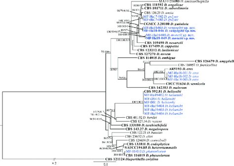 Phylogenetic Tree Of Diaporthe Species Inferred From A Maximum